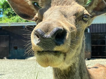 那須サファリパークに投稿された画像（2022/7/31）