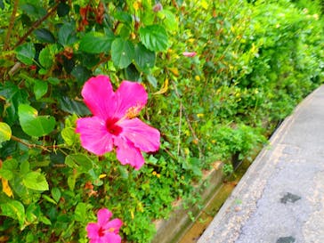 宮古島 ADVENTURE PiPi（ミヤコジマ アドベンチャー ピピ）に投稿された画像（2022/7/31）