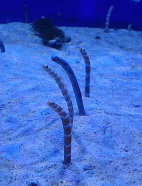 横浜・八景島シーパラダイスに投稿された画像（2022/7/30）