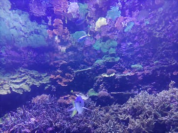 大分マリーンパレス水族館 「うみたまご」に投稿された画像（2022/7/31）