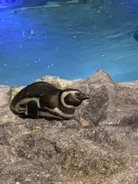 すみだ水族館に投稿された画像（2022/7/31）