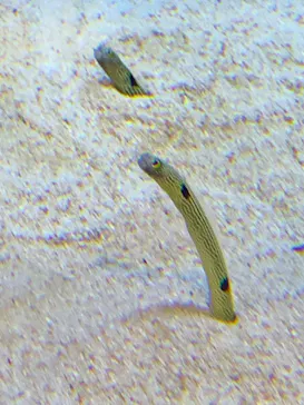 すみだ水族館に投稿された画像（2022/7/31）