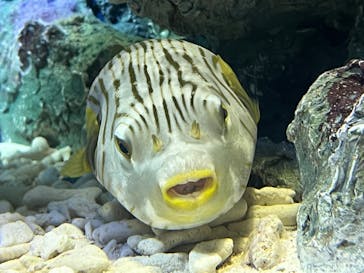 サンシャイン水族館に投稿された画像（2022/7/31）