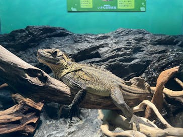 サンシャイン水族館に投稿された画像（2022/7/31）