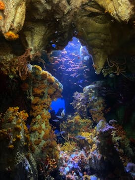 サンシャイン水族館に投稿された画像（2022/7/31）