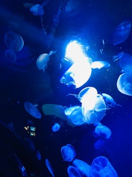 サンシャイン水族館に投稿された画像（2022/7/31）