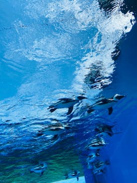 サンシャイン水族館に投稿された画像（2022/7/31）