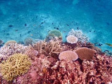 石垣島 ADVENTURE PiPi（イシガキジマアドベンチャーピピ）に投稿された画像（2022/7/31）