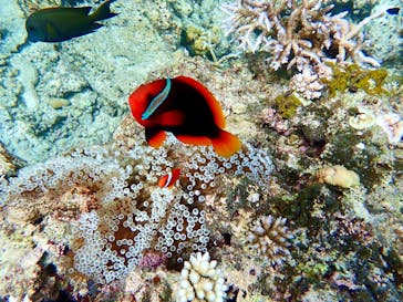 石垣島 ADVENTURE PiPi（イシガキジマアドベンチャーピピ）に投稿された画像（2022/7/31）