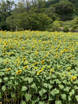 淡路ファームパーク イングランドの丘に投稿された画像（2022/7/31）