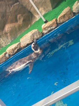 大分マリーンパレス水族館 「うみたまご」に投稿された画像（2022/7/31）