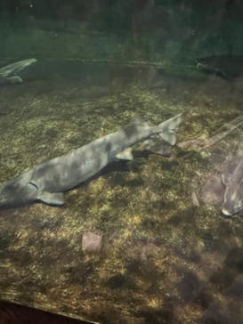 滋賀県立琵琶湖博物館に投稿された画像（2022/7/31）