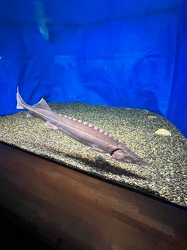 滋賀県立琵琶湖博物館に投稿された画像（2022/7/31）