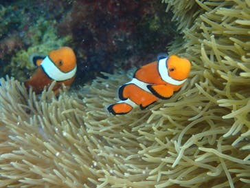 marine assist DEMI（マリンアシストデミ）に投稿された画像（2022/7/31）