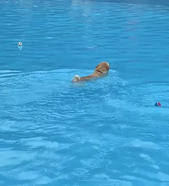 わんダフルネイチャーヴィレッジに投稿された画像（2022/7/31）