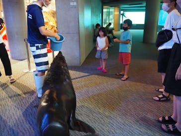 大分マリーンパレス水族館 「うみたまご」に投稿された画像（2022/7/31）