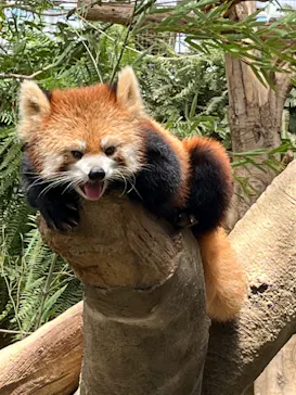 神戸どうぶつ王国に投稿された画像（2022/7/31）