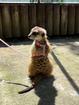 神戸どうぶつ王国に投稿された画像（2022/7/31）