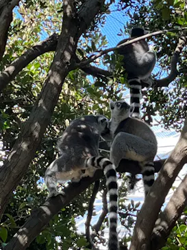 神戸どうぶつ王国に投稿された画像（2022/7/31）