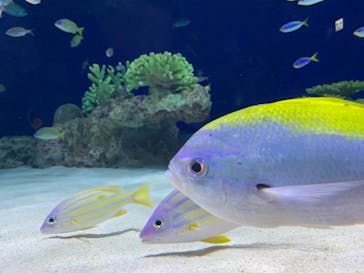 マリンワールド海の中道に投稿された画像（2022/7/31）