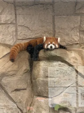 天王寺動物園に投稿された画像（2022/7/31）