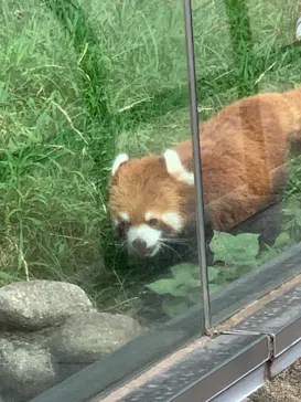 天王寺動物園に投稿された画像（2022/7/31）