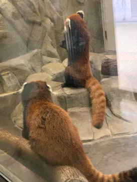 天王寺動物園に投稿された画像（2022/7/31）