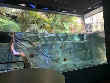 カワスイ 川崎⽔族館に投稿された画像（2022/8/1）