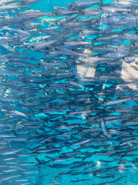 環境水族館アクアマリンふくしまに投稿された画像（2022/8/1）