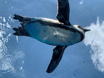 サンシャイン水族館に投稿された画像（2022/8/1）