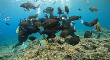 武藤潜水に投稿された画像（2022/8/1）