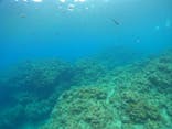 武藤潜水に投稿された画像（2022/8/1）