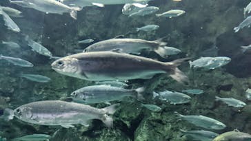 サケのふるさと 千歳水族館に投稿された画像（2022/8/1）