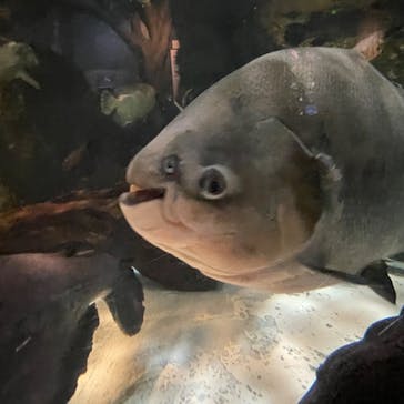 しながわ水族館に投稿された画像（2022/8/1）