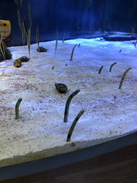 名古屋港水族館に投稿された画像（2022/8/1）