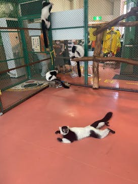 那須ワールドモンキーパークに投稿された画像（2022/8/1）