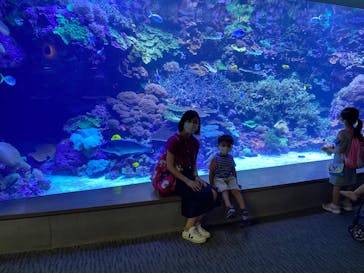 大分マリーンパレス水族館 「うみたまご」に投稿された画像（2022/8/1）