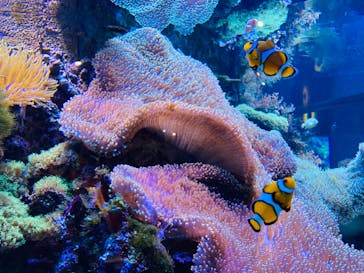 大分マリーンパレス水族館 「うみたまご」に投稿された画像（2022/8/1）