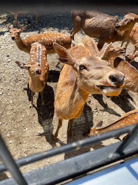 那須サファリパークに投稿された画像（2022/8/1）