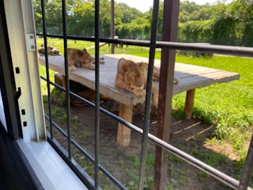 那須サファリパークに投稿された画像（2022/8/1）