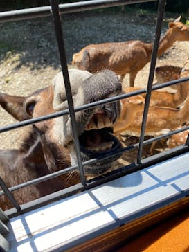 那須サファリパークに投稿された画像（2022/8/1）