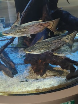 カワスイ 川崎⽔族館に投稿された画像（2022/8/1）