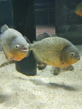 カワスイ 川崎⽔族館に投稿された画像（2022/8/1）