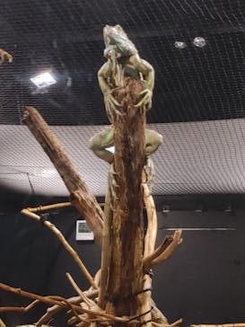 カワスイ 川崎⽔族館に投稿された画像（2022/8/1）