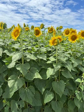 淡路ファームパーク イングランドの丘に投稿された画像（2022/8/1）