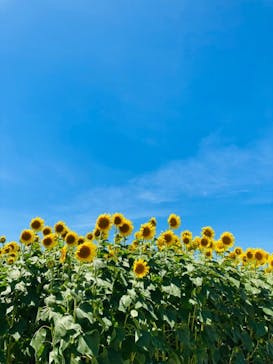 淡路ファームパーク イングランドの丘に投稿された画像（2022/8/1）