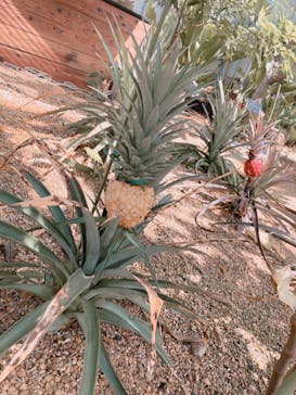 淡路ファームパーク イングランドの丘に投稿された画像（2022/8/1）