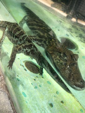 熱川バナナワニ園に投稿された画像（2022/8/1）