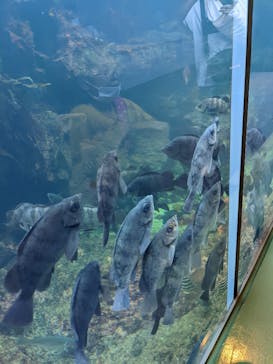 アクアワールド茨城県大洗水族館に投稿された画像（2022/8/1）