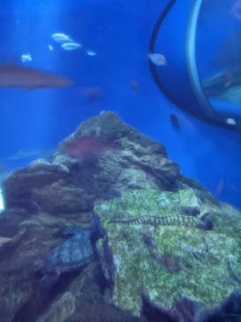 アクアワールド茨城県大洗水族館に投稿された画像（2022/7/30）